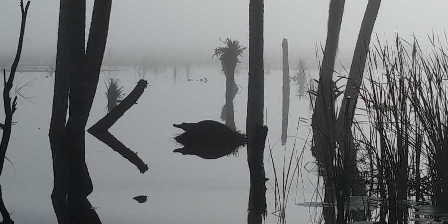 Swamp donkey airboat rides alligator in the fog, come take an airboat ride near Melbourne Beach 